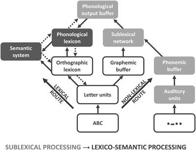 Transition From Sublexical to Lexico-Semantic Stimulus Processing